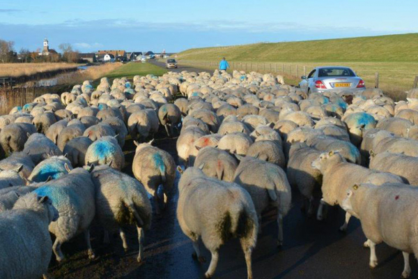 Schapen Naar Huis 1.jpg